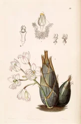 Clowesia rosea